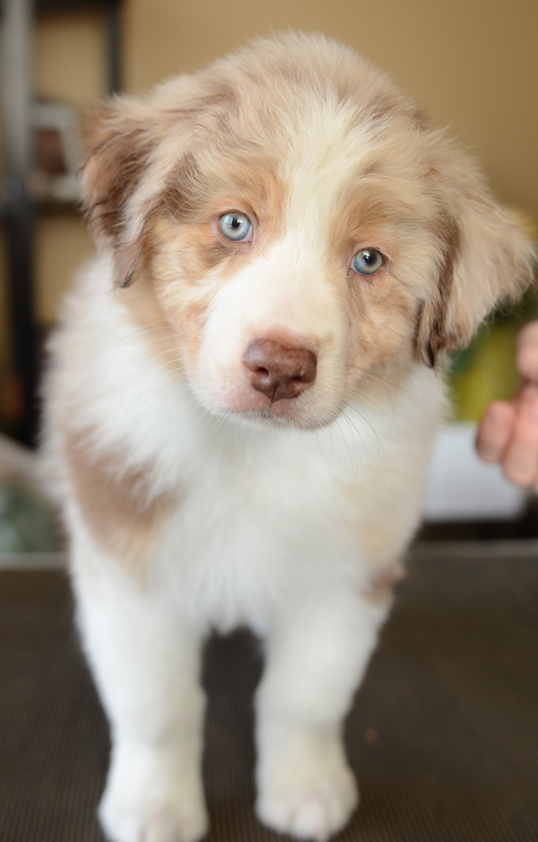 Red Merle Male